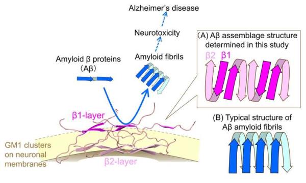 Unraveling Alzheimer's catalysts as weavers of amyloid β fibrils