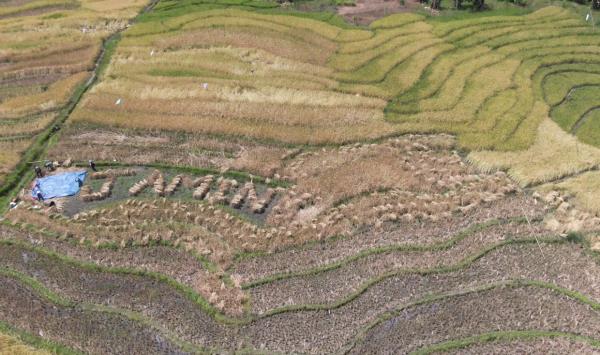 The word 'JAMIN' was spelt out in a padi fields in Ranau, and footage was taking using drone photography. Photo: Jun Kan