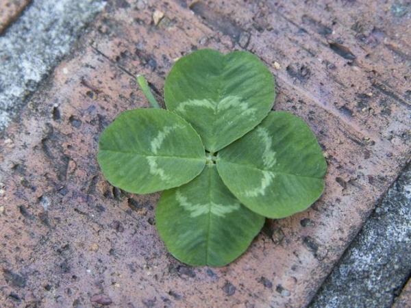 Clover Finder
