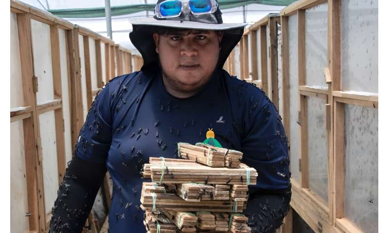 A worker collects black soldier fly larvae at the Costa Rican production plant