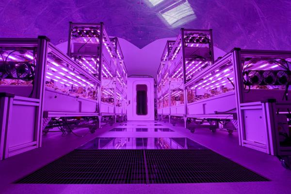 plants on stands in the purple lit dome